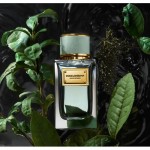 DOLCE & GABBANA DOLCE & GABBANA Velvet Infusion