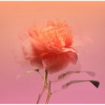 bdk Parfums bdk Parfums Impadia